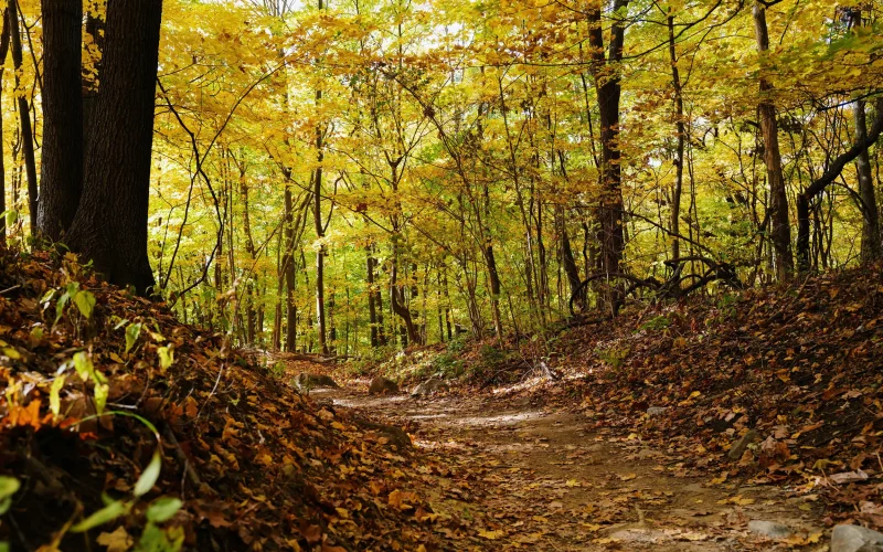 Wienerwald Wienerwald